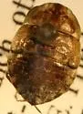 Ambrysus californicus