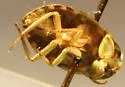 Ambrysus californicus - photo 2