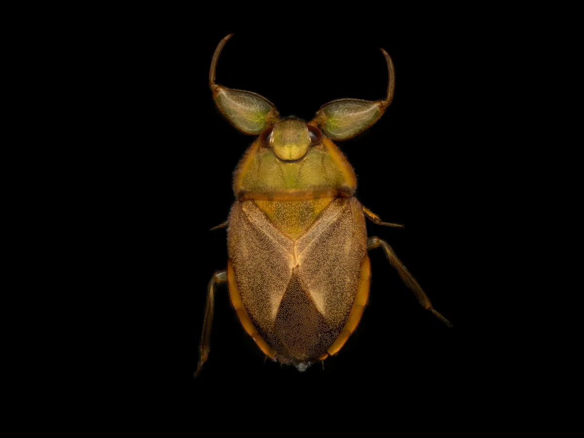 Ambrysus (Syncollus) circumcinctus