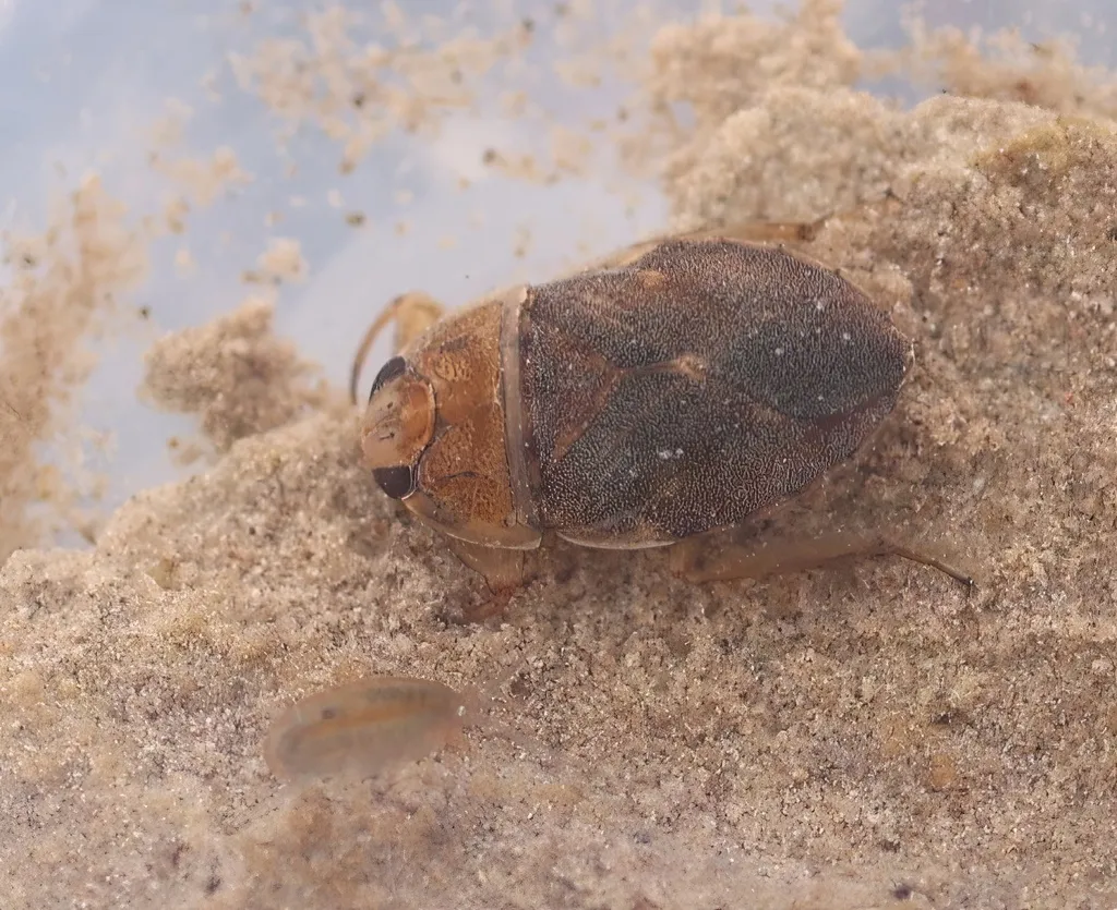 Nevares Spring Naucorid Bug - photo 2