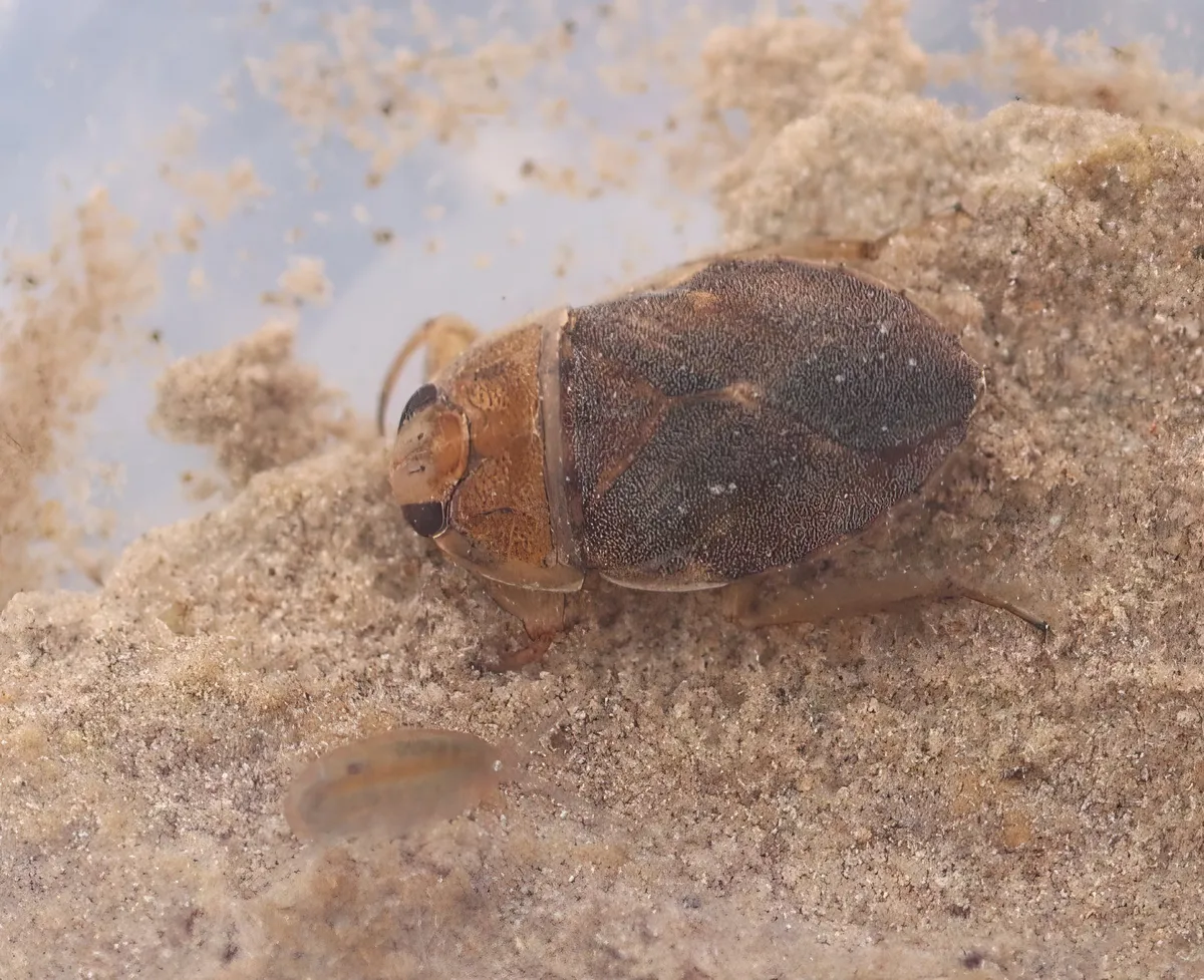 Nevares Spring Naucorid Bug - photo 3