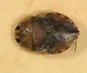 Ambrysus hungerfordi