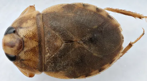 Ambrysus hybridus - photo 2