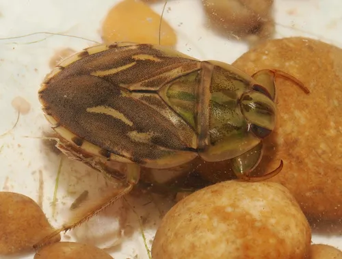 Ambrysus lunatus