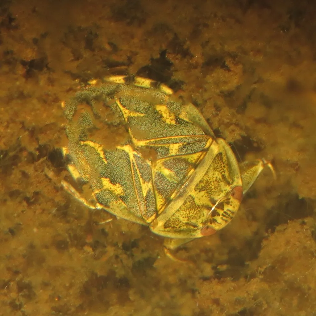 Ambrysus occidentalis - Ambrysus occidentalis