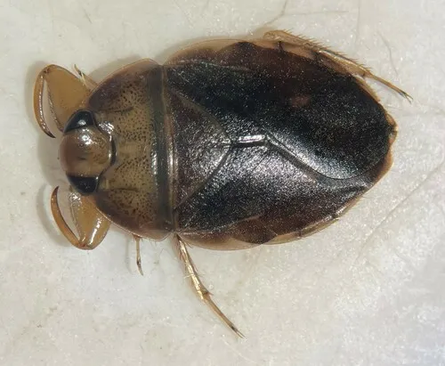 Ambrysus pudicus - Ambrysus pudicus