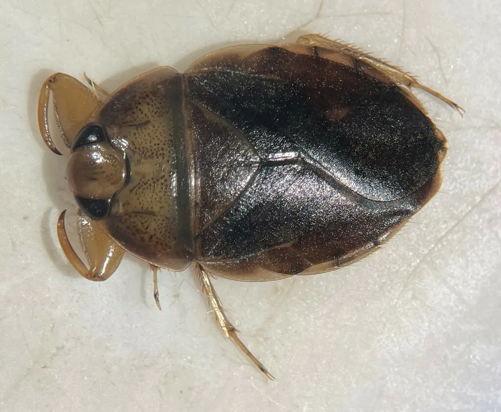 Ambrysus pudicus - photo 2