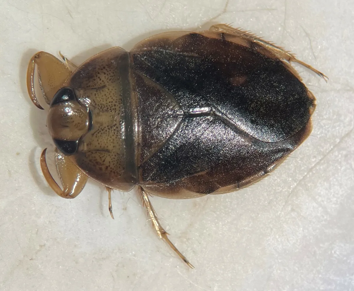 Ambrysus pudicus - photo 3