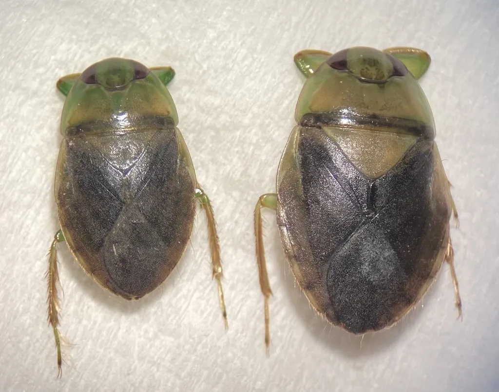 Ambrysus pulchellus - Ambrysus pulchellus