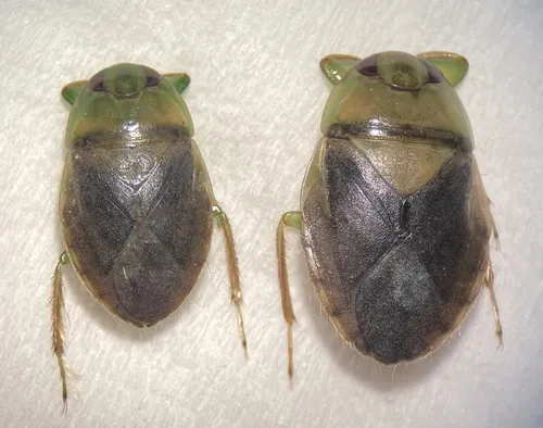 Ambrysus pulchellus - photo 2
