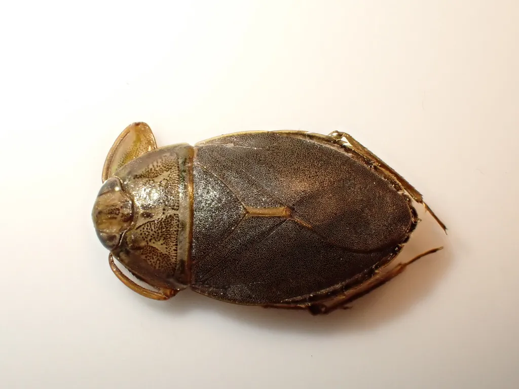 Ambrysus puncticollis - photo 2