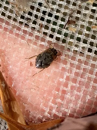Relict Naucorid Bug