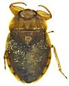 Ambrysus thermarum - Ambrysus thermarum