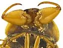 Ambrysus thermarum - photo 4