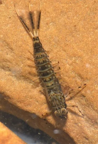 Combmouthed Minnow Mayflies - Ameletidae