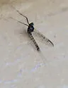 Ameletus bellulus
