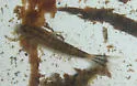 Ameletus browni