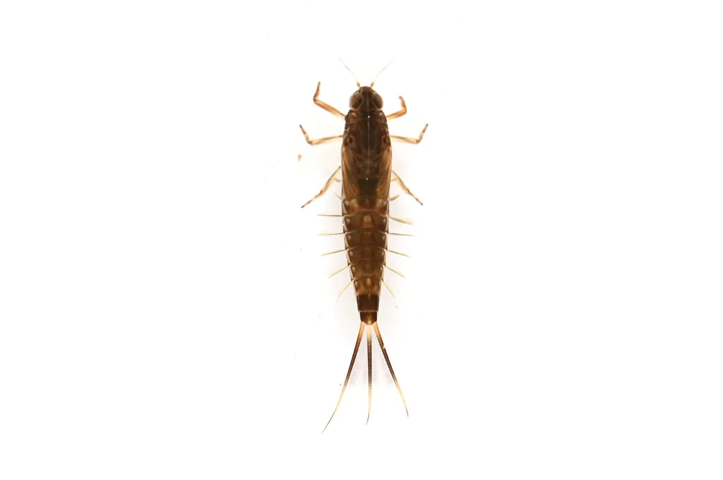 Ameletus costalis - photo 2