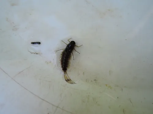 Primitive Minnow Mayfly