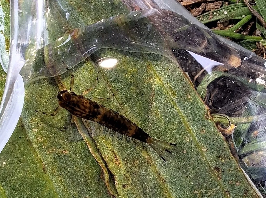 Upland Summer Mayfly - photo 2