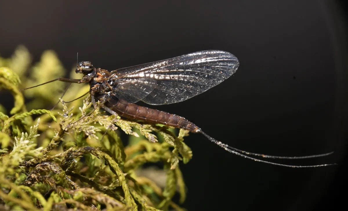 Ameletus lineatus
