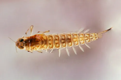 Ameletus ludens