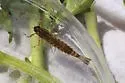 Ameletus subnotatus - photo 2