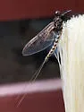 Ameletus subnotatus - photo 4