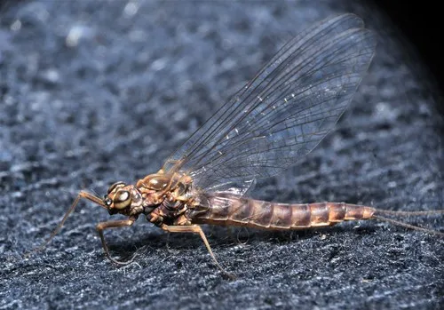 Ameletus suffusus - Ameletus suffusus