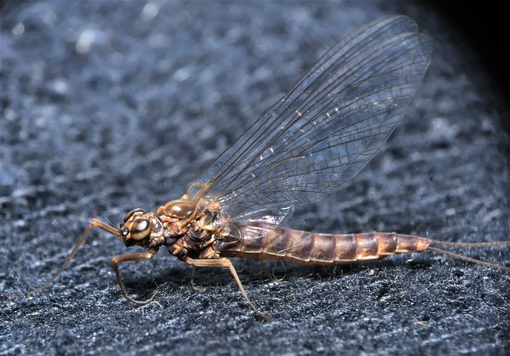 Ameletus suffusus - photo 2