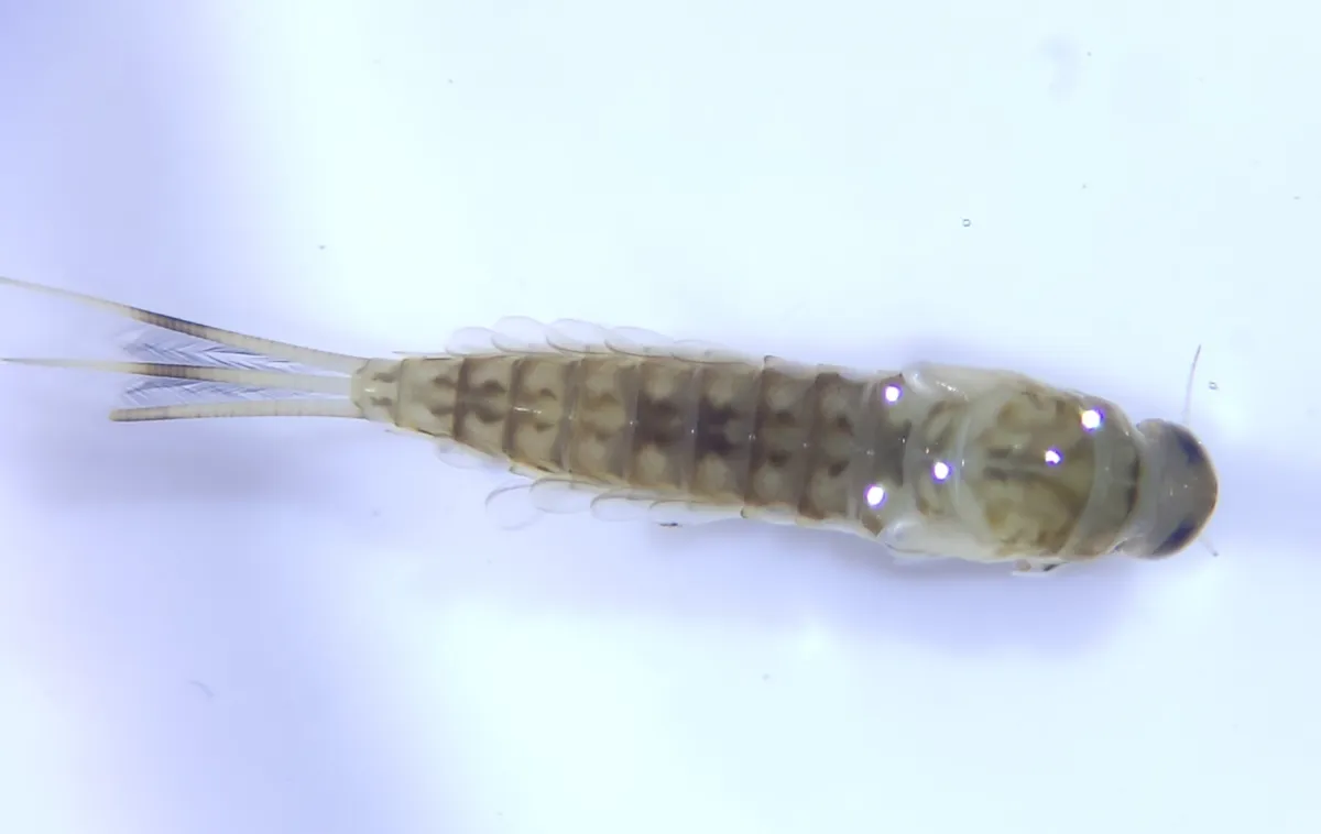 Ameletus tarteri - photo 3