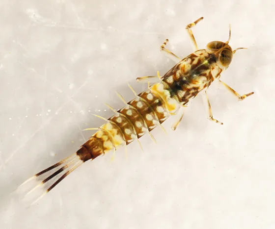 Ameletus tertius