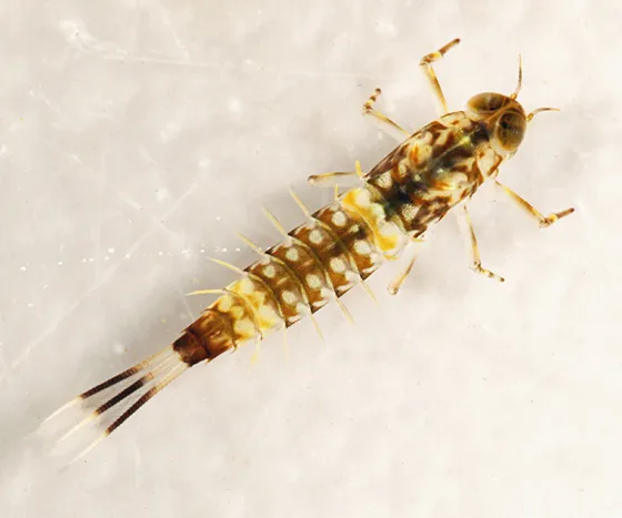Ameletus tertius - photo 2