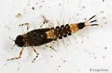 Ameletus validus