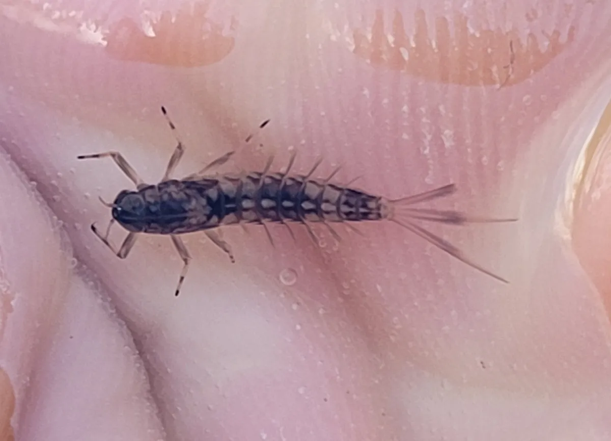 Ameletus velox