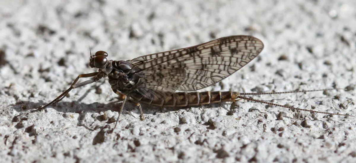 Ameletus vernalis - photo 3