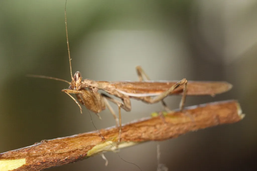 Amelidae - photo 2