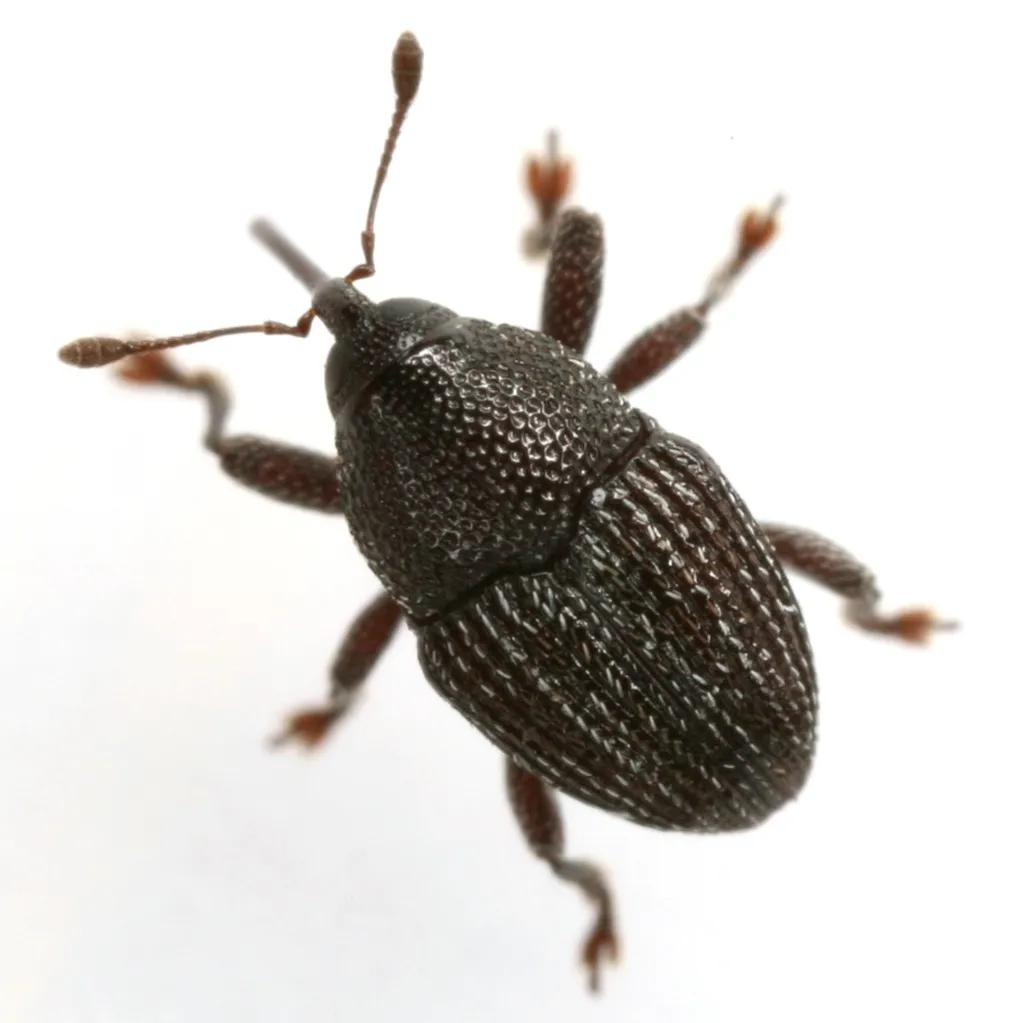 Amercedes subulirostris - photo 2