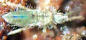 Americabrya arida - Americabrya arida