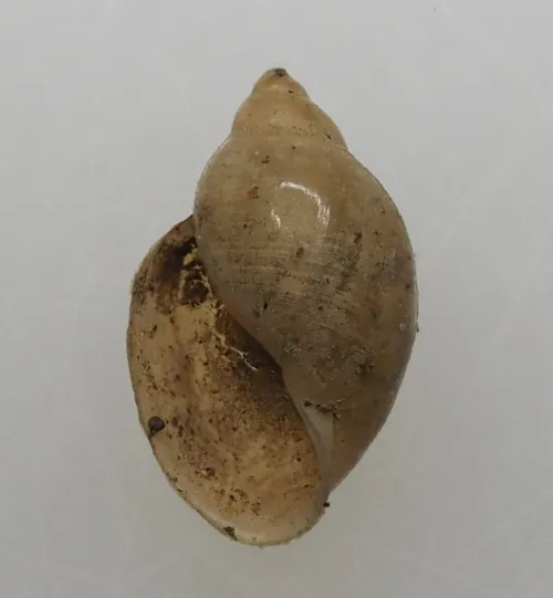 American Bladder Snail