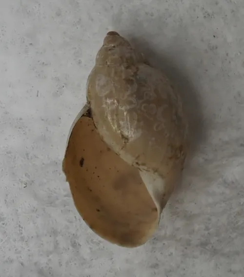 American Bladder Snail - photo 2