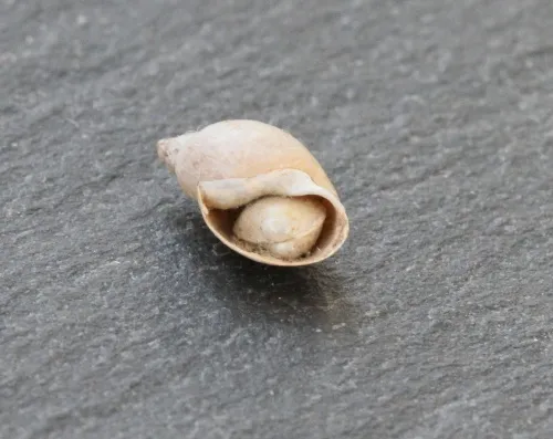 American Bladder Snail - photo 3