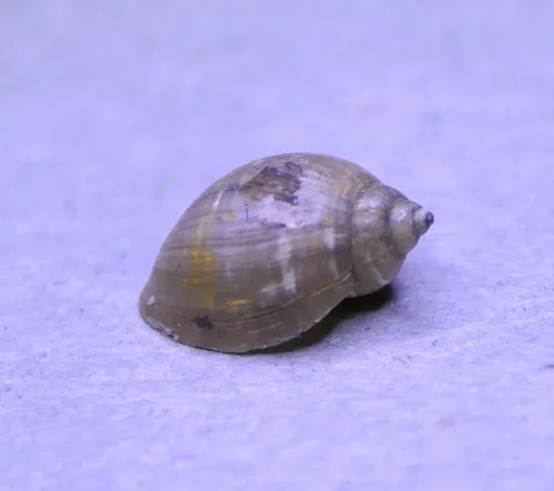 American Bladder Snail - photo 4