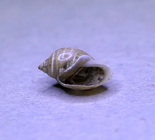American Bladder Snail - photo 5