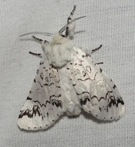 Americerura candida - Hodges#7943
