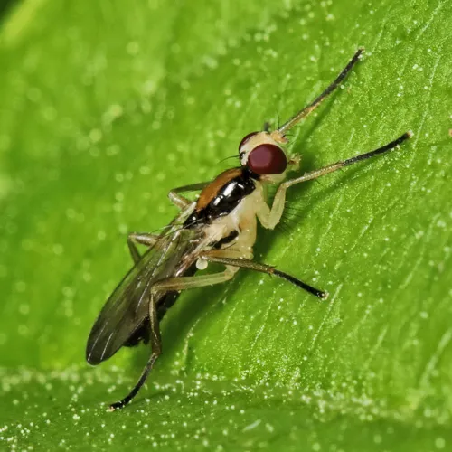 Americina adusta - Americina adusta