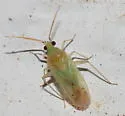 Americodema nigrolineatum