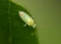 Americodema nigrolineatum - photo 3