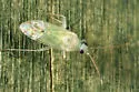 Americodema nigrolineatum - photo 4