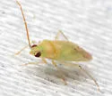 Americodema nigrolineatum - photo 5